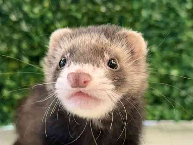 
                    マーシャル