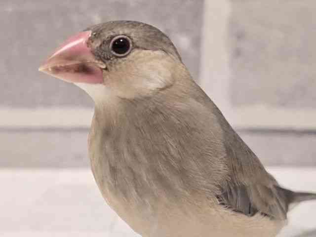 
                    ブンチョウ