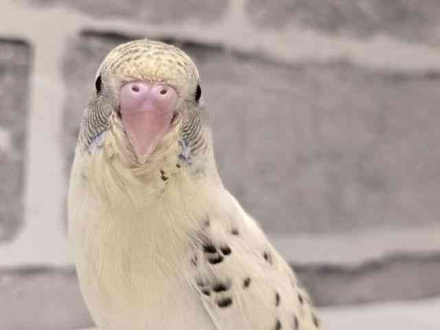 
                    セキセイインコ