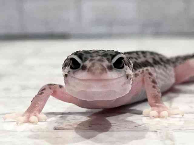 ヒョウモントカゲモドキ