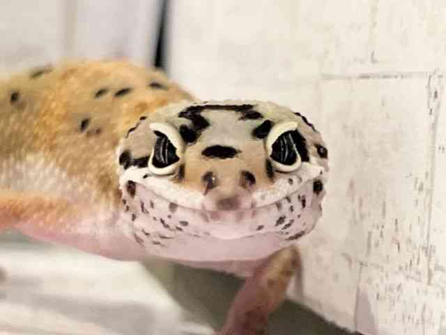 ヒョウモントカゲモドキ