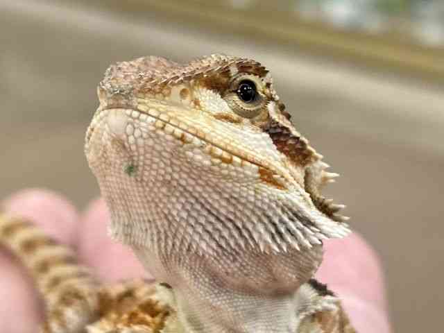 フトアゴヒゲトカゲ