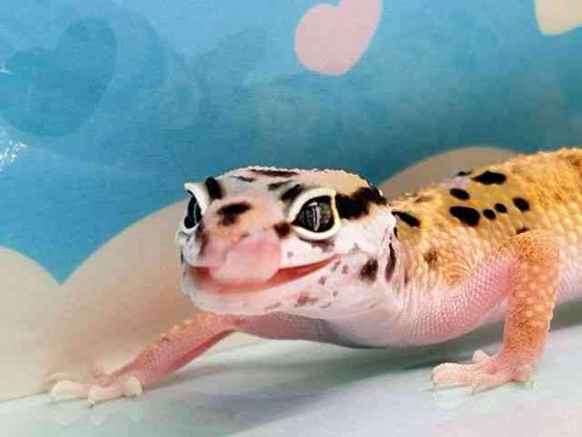 ヒョウモントカゲモドキ