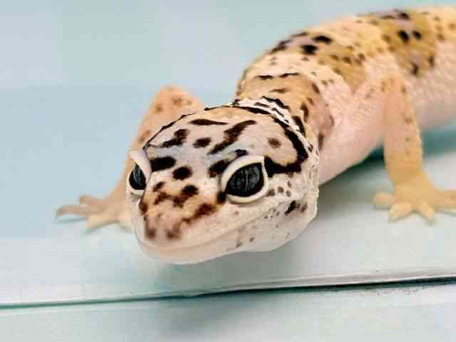 ヒョウモントカゲモドキ