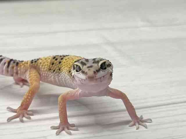 pet image