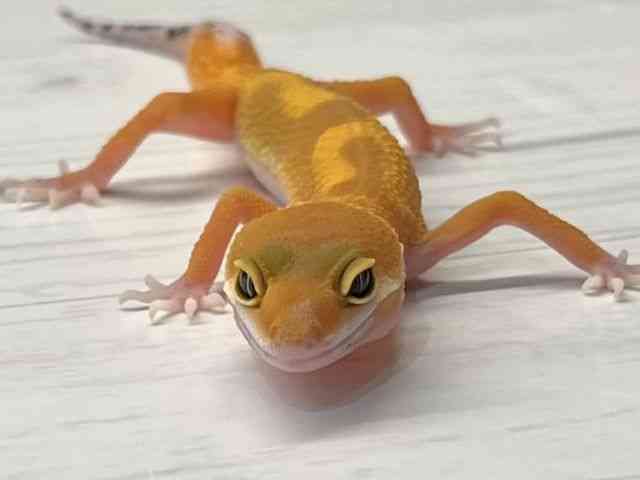 pet image