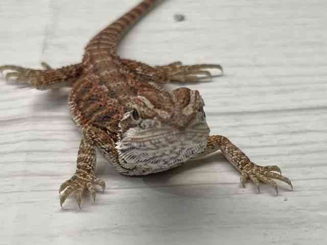 pet image