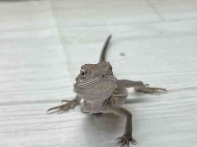 pet image