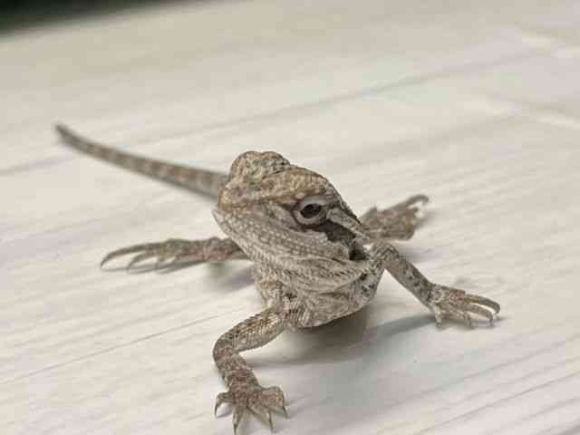 pet image