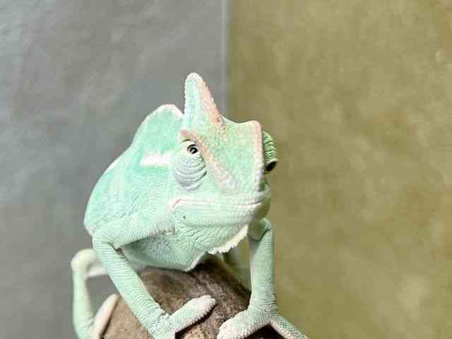 pet image