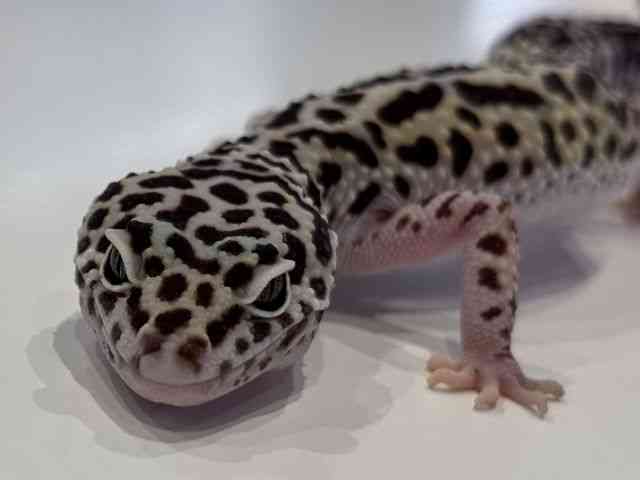 ヒョウモントカゲモドキ