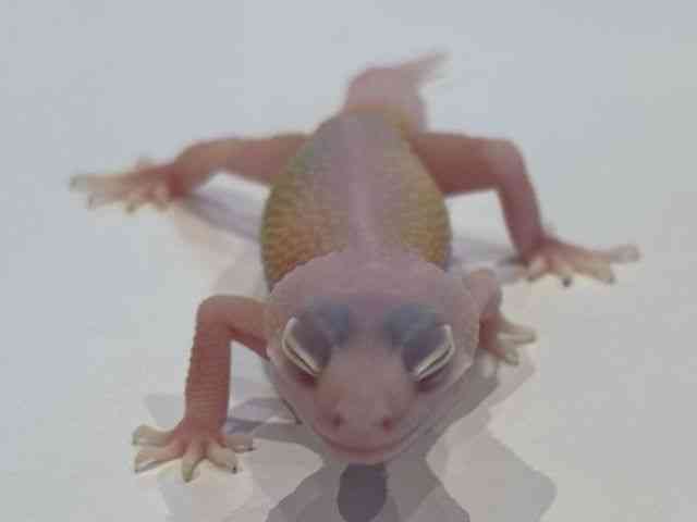 ヒョウモントカゲモドキ