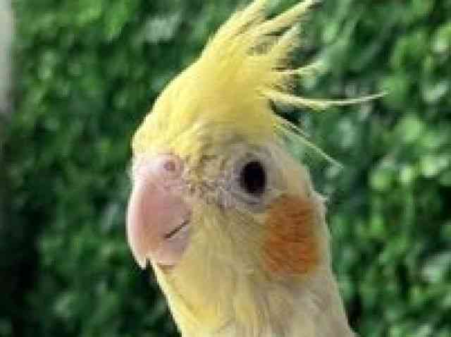 
                    オカメインコ
