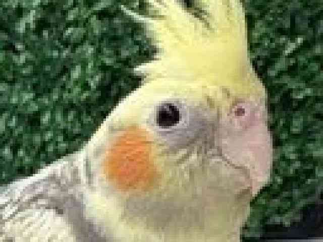 
                    オカメインコ