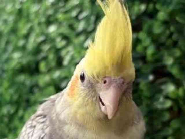 
                    オカメインコ
