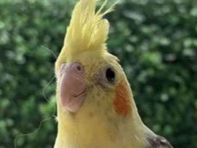 
                    オカメインコ