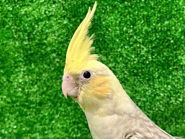 
                    オカメインコ