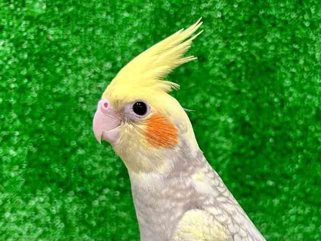 
                    オカメインコ