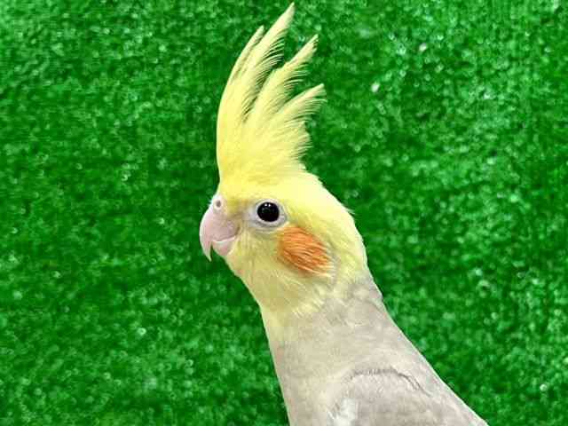 
                    オカメインコ