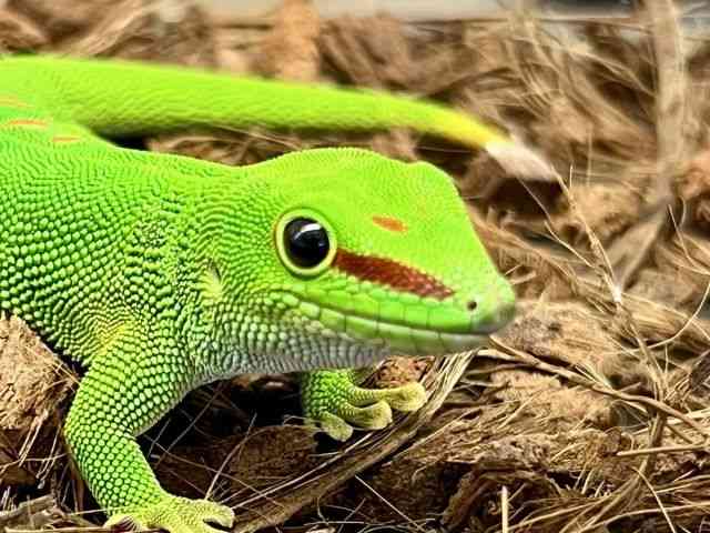 pet image
