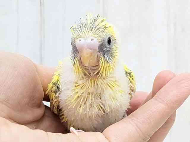 pet image