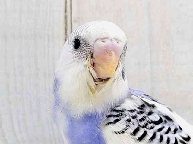 pet image