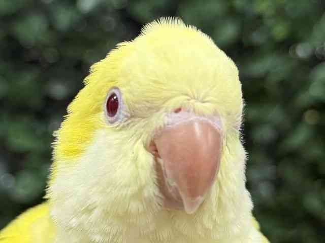 pet image