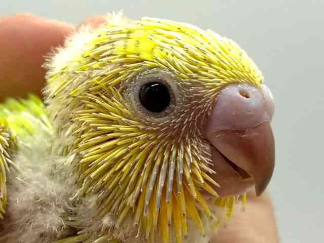 pet image