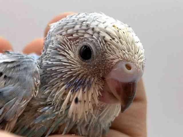 pet image