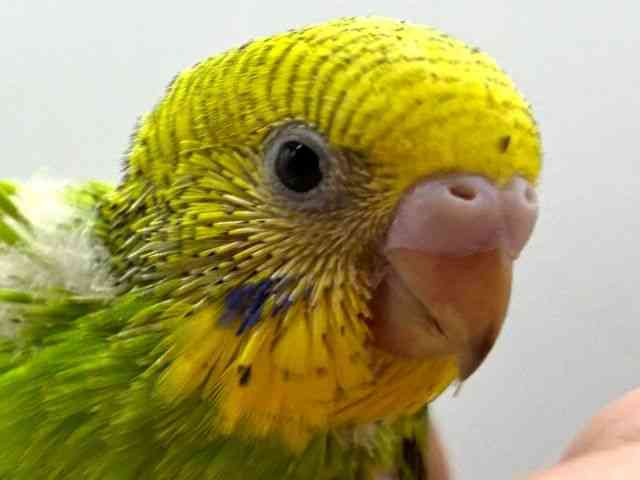 pet image