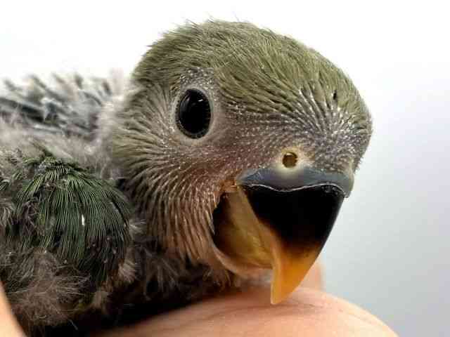 pet image