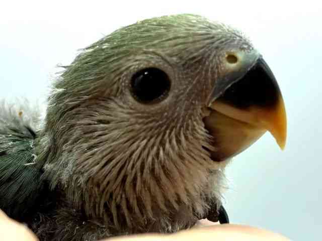 pet image