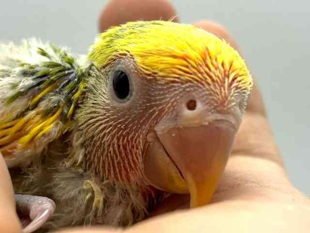 pet image