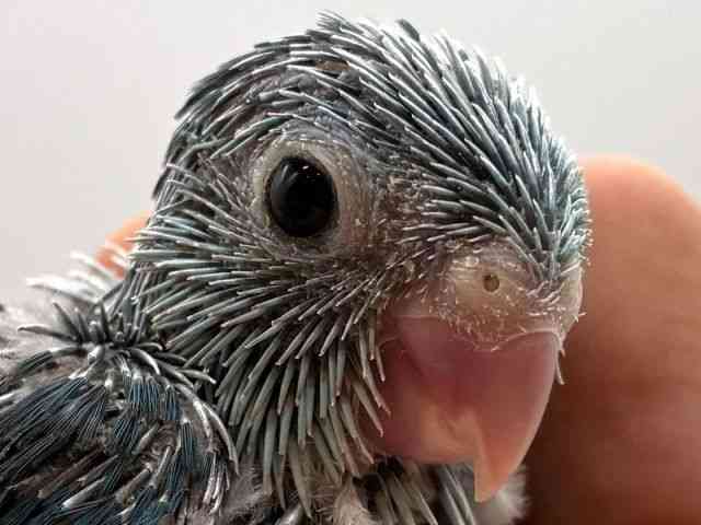 pet image