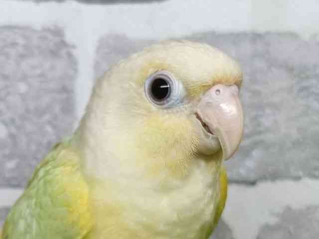 
                    ホオミドリアカオウロコインコ