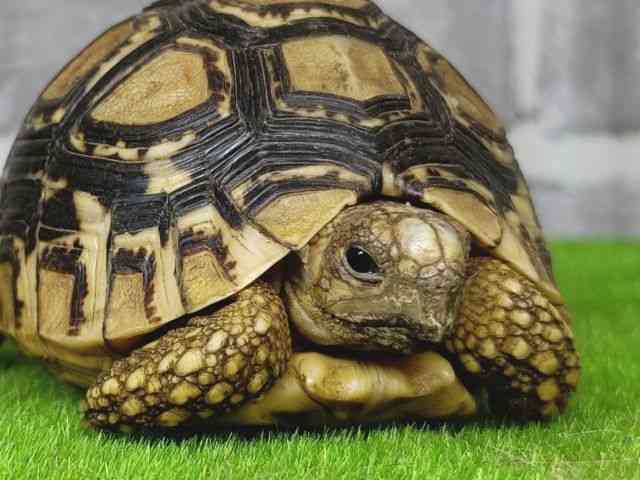 ヒョウモンガメ