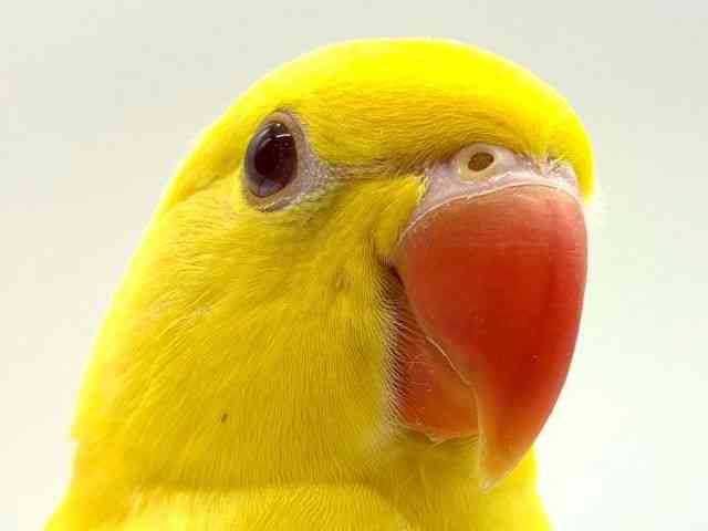 
                    ツキノワインコ（ワカケホンセイインコ）