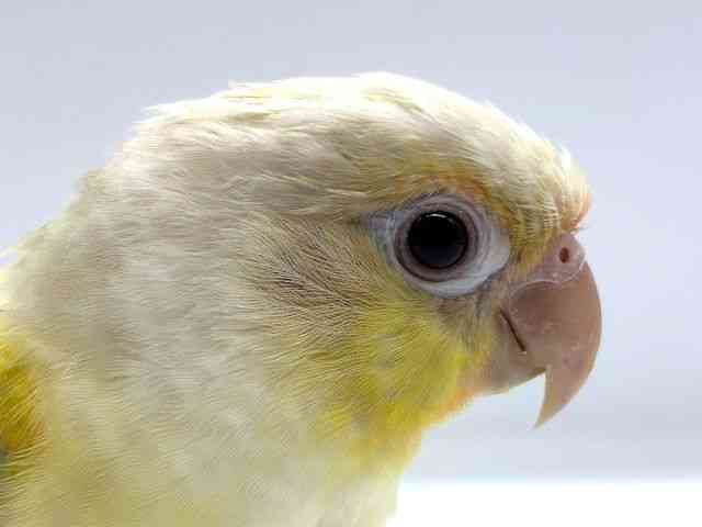 
                    ホオミドリアカオウロコインコ