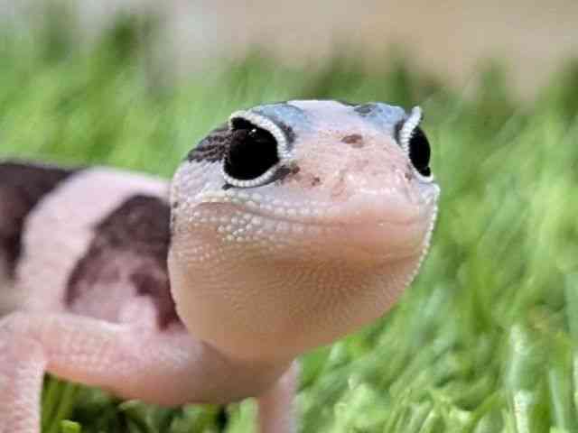 ニシアフリカトカゲモドキ