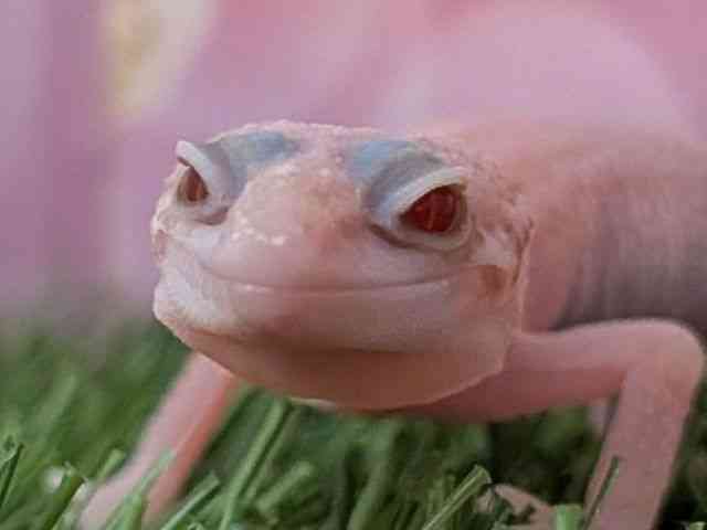 ニシアフリカトカゲモドキ