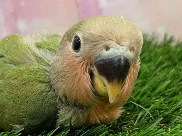 
                    コザクラインコ