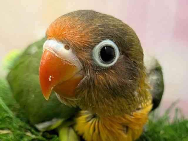 
                    ボタンインコ