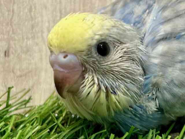 
                    セキセイインコ