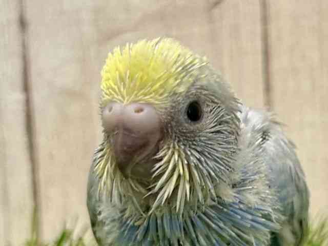
                    セキセイインコ