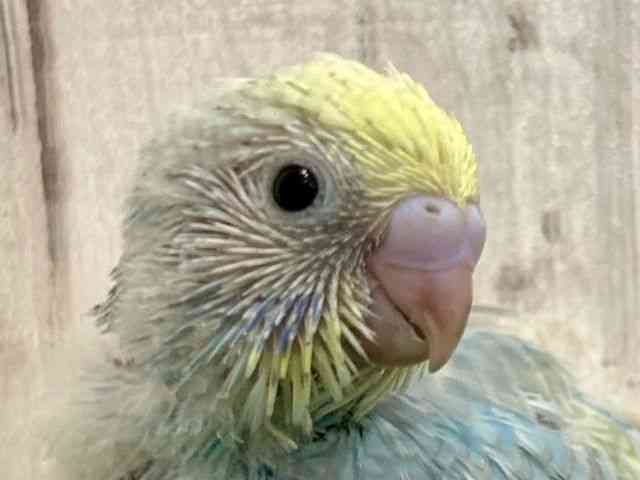 
                    セキセイインコ