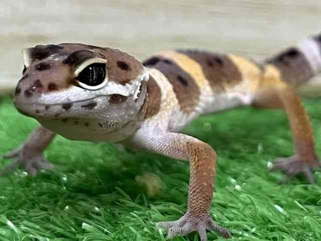 ヒョウモントカゲモドキ