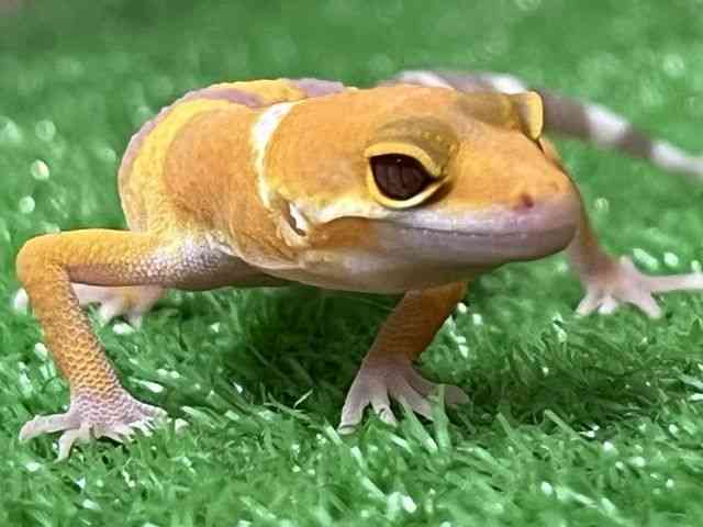 ヒョウモントカゲモドキ