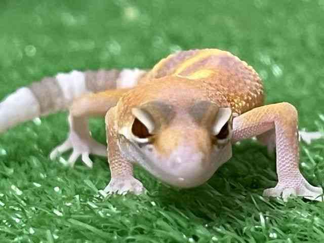 ヒョウモントカゲモドキ