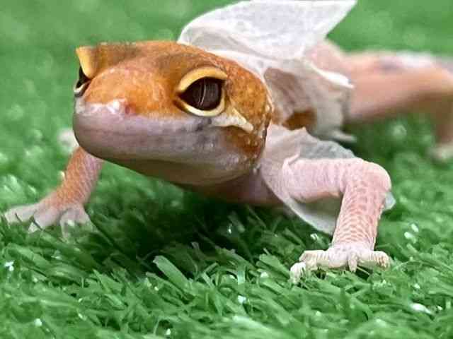 ヒョウモントカゲモドキ