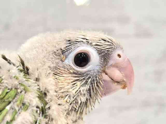 
                    ホオミドリアカオウロコインコ